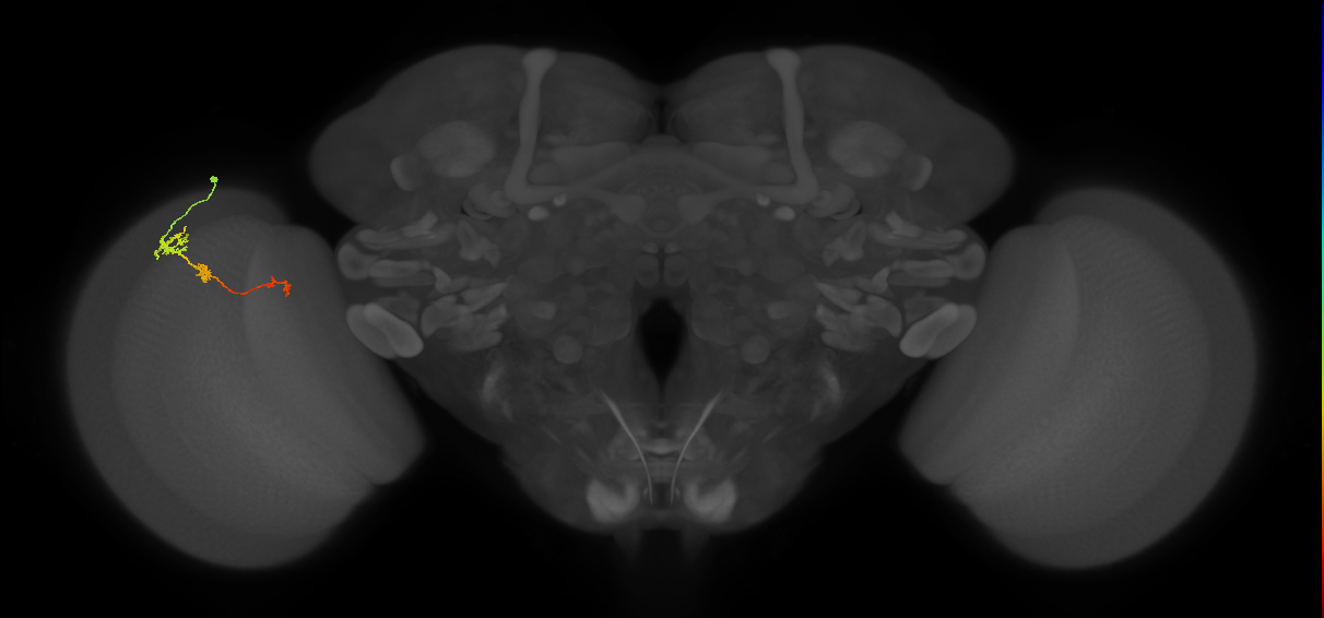 Tm6_L (MaleCNS:154821)