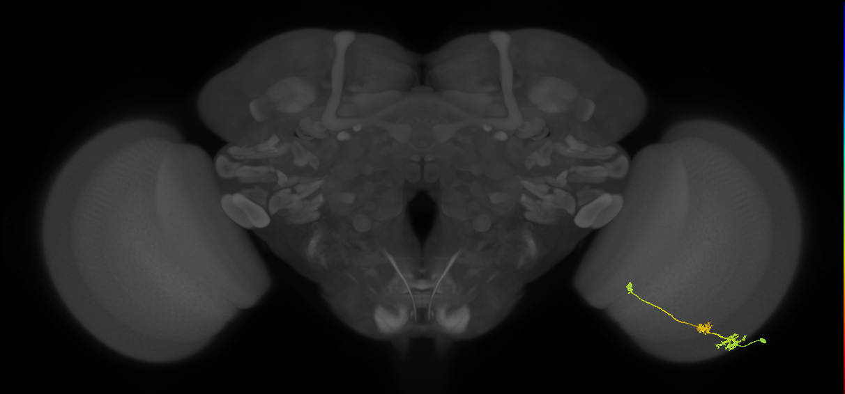 Tm6_R (MaleCNS:93374)