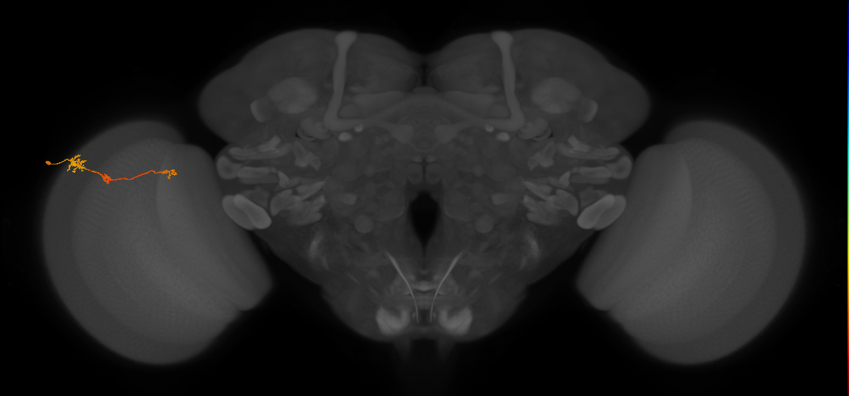 Tm6_L (MaleCNS:105445)
