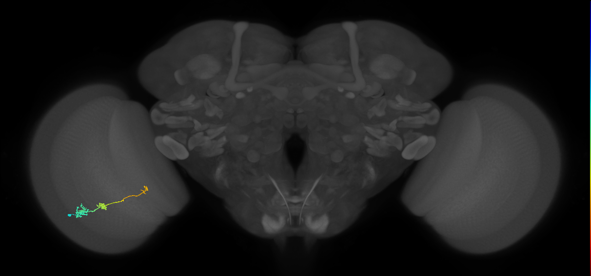 Tm6_L (MaleCNS:580101)