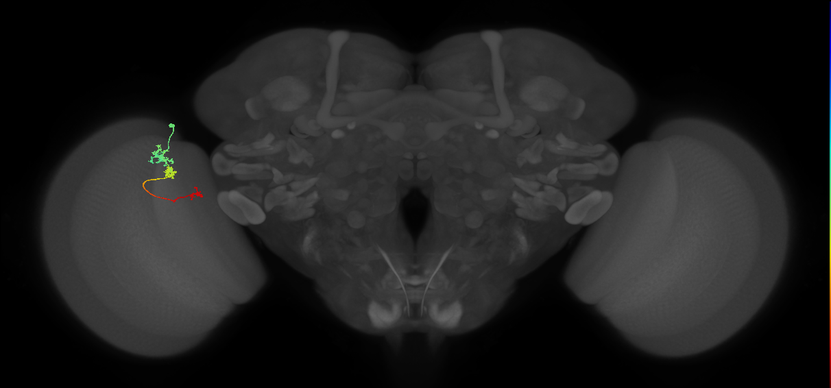 Tm6_L (MaleCNS:206053)