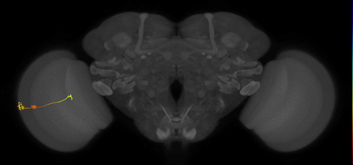 Tm6_L (MaleCNS:526176)
