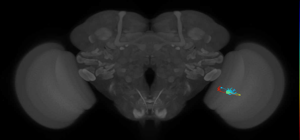 Tm6_R (MaleCNS:102670)