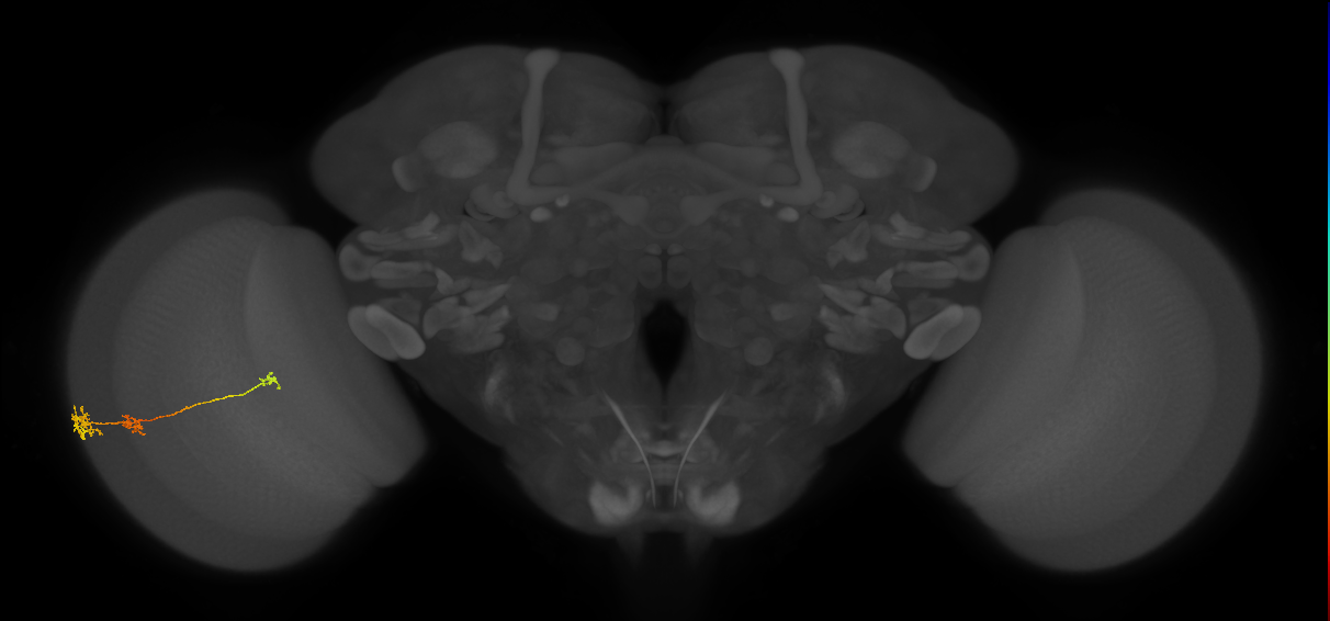 Tm6_L (MaleCNS:556900)