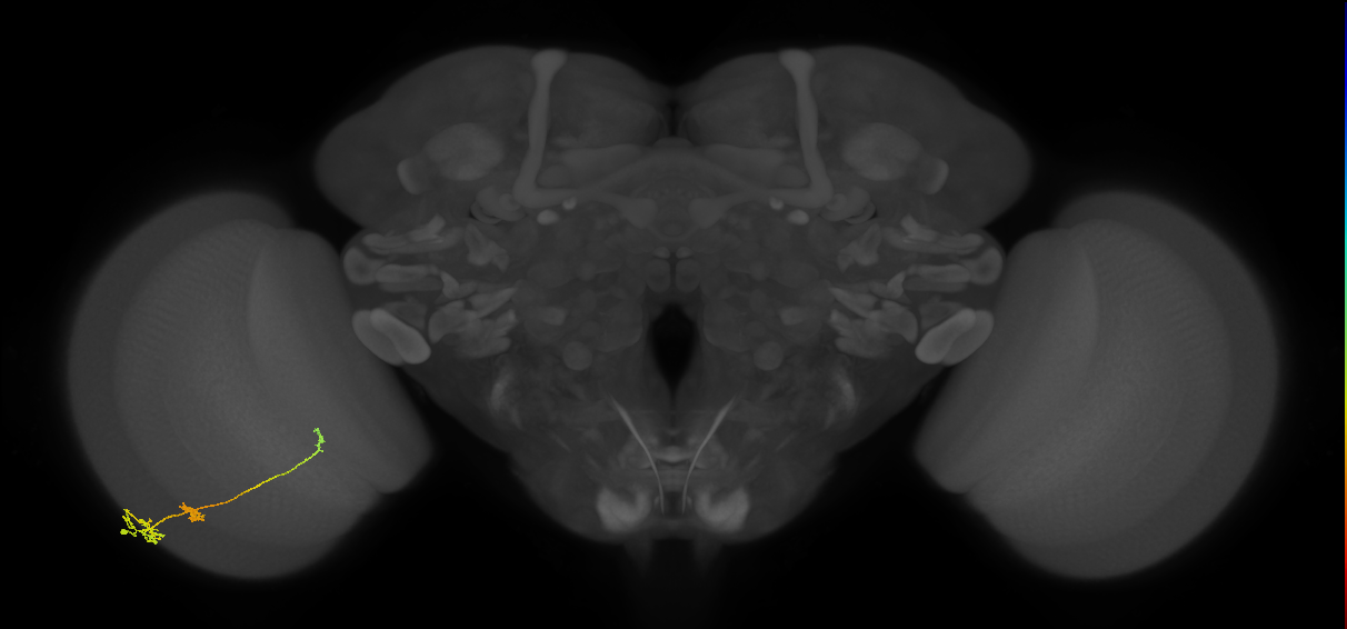 Tm6_L (MaleCNS:548233)