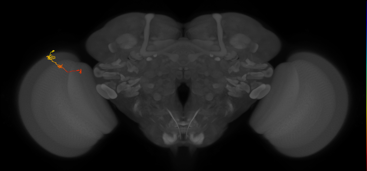 Tm6_L (MaleCNS:119038)