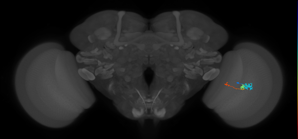 Tm6_R (MaleCNS:104586)