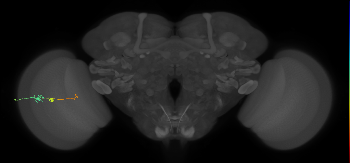 Tm6_L (MaleCNS:547014)