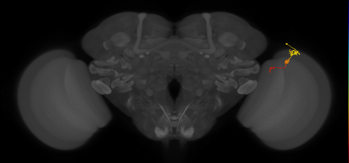 Tm6_R (MaleCNS:101531)