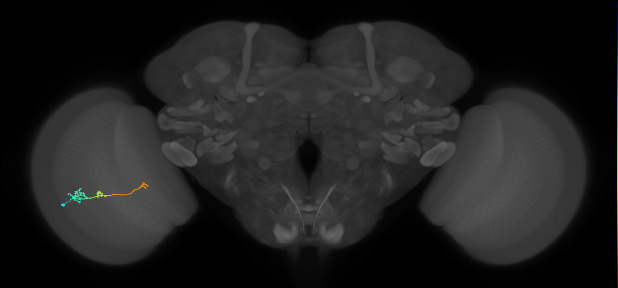 Tm6_L (MaleCNS:118657)