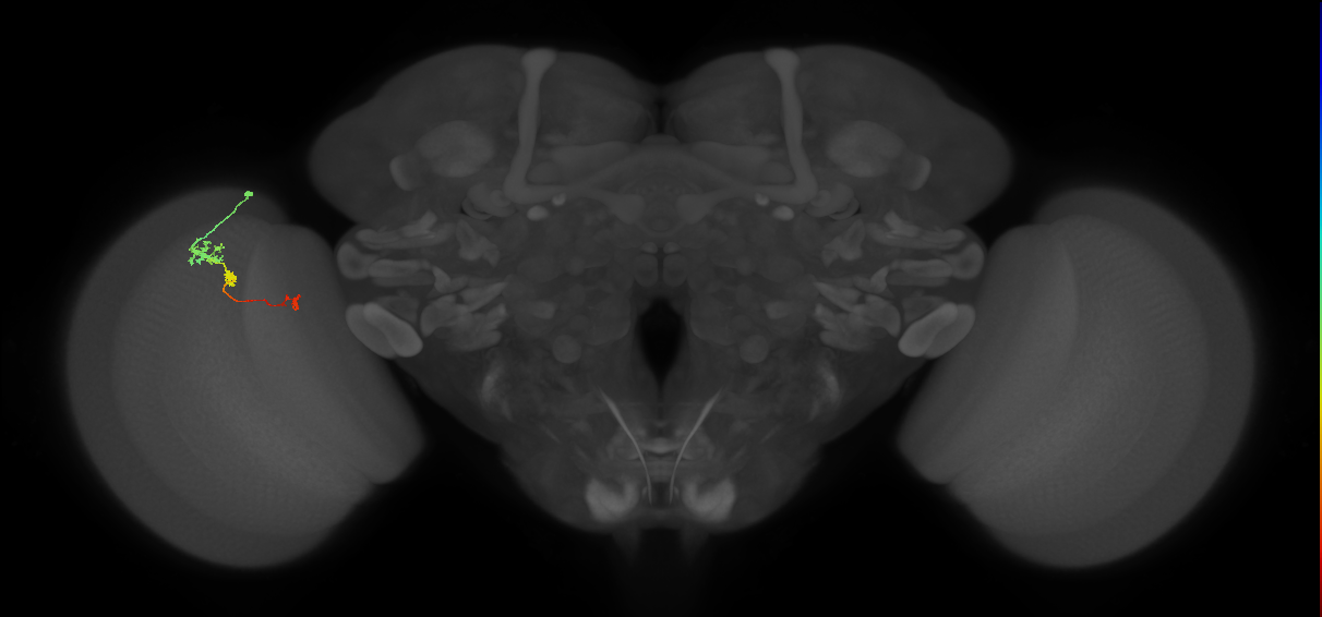 Tm6_L (MaleCNS:158909)