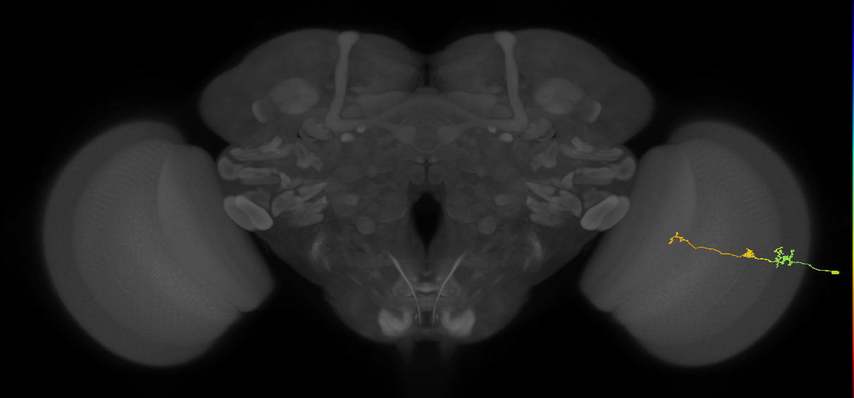 Tm6_R (MaleCNS:552313)