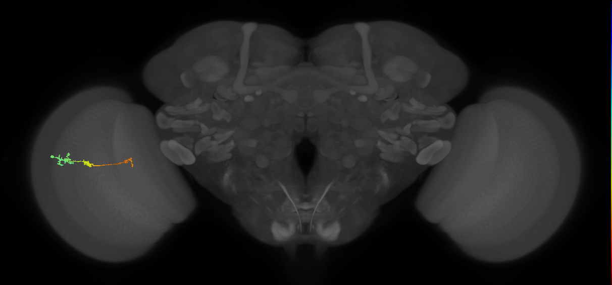 Tm6_L (MaleCNS:113448)