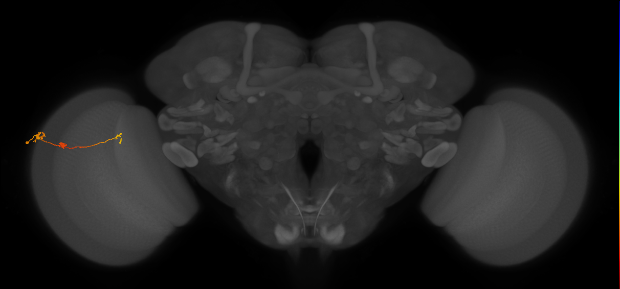 Tm6_L (MaleCNS:46716)