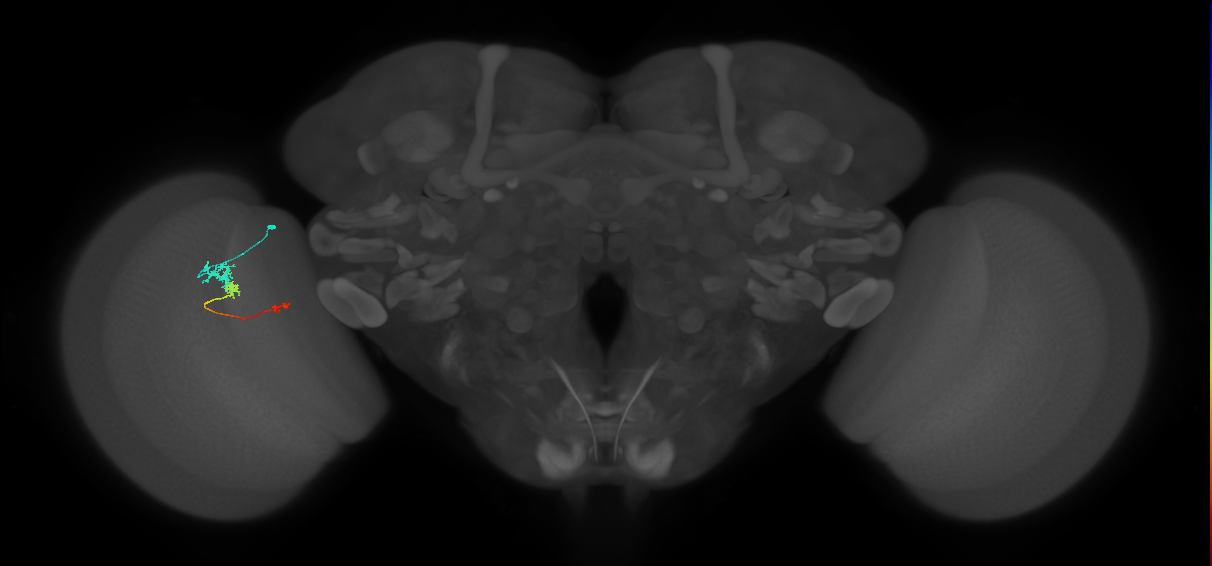 Tm6_L (MaleCNS:146294)