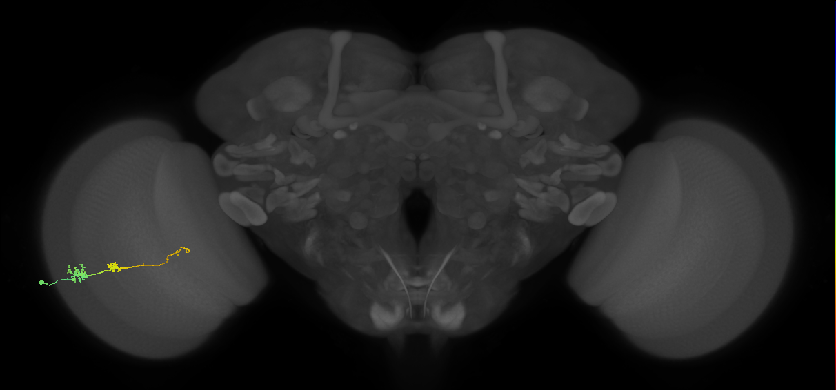 Tm6_L (MaleCNS:533561)