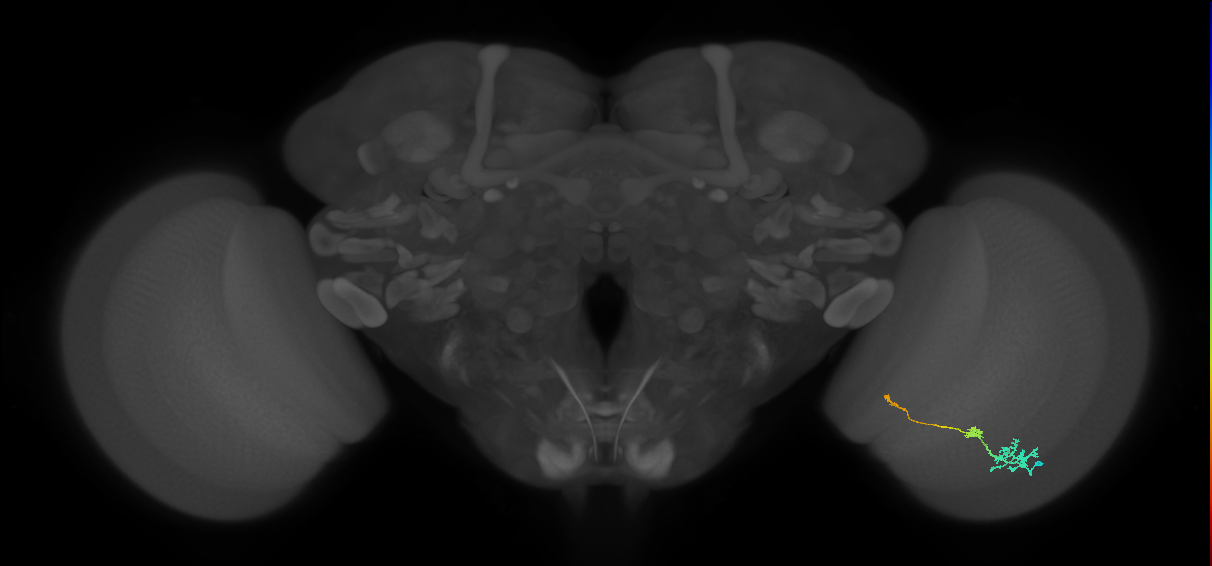 Tm6_R (MaleCNS:553919)