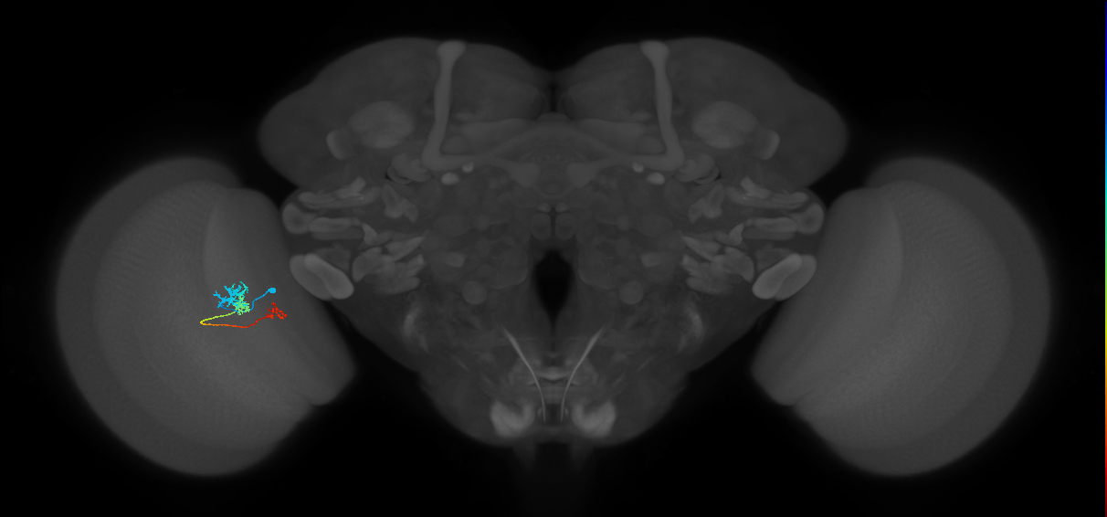 Tm6_L (MaleCNS:530579)
