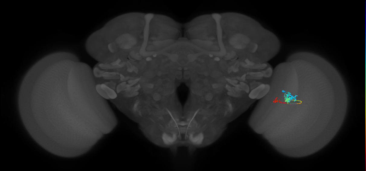 Tm6_R (MaleCNS:94523)