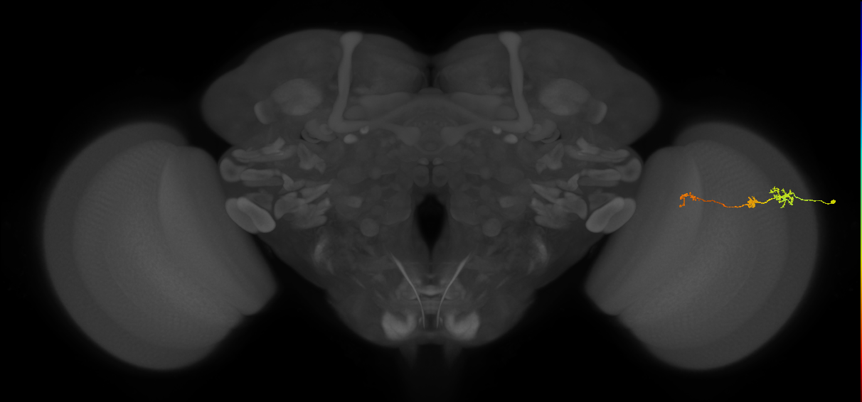 Tm6_R (MaleCNS:151354)
