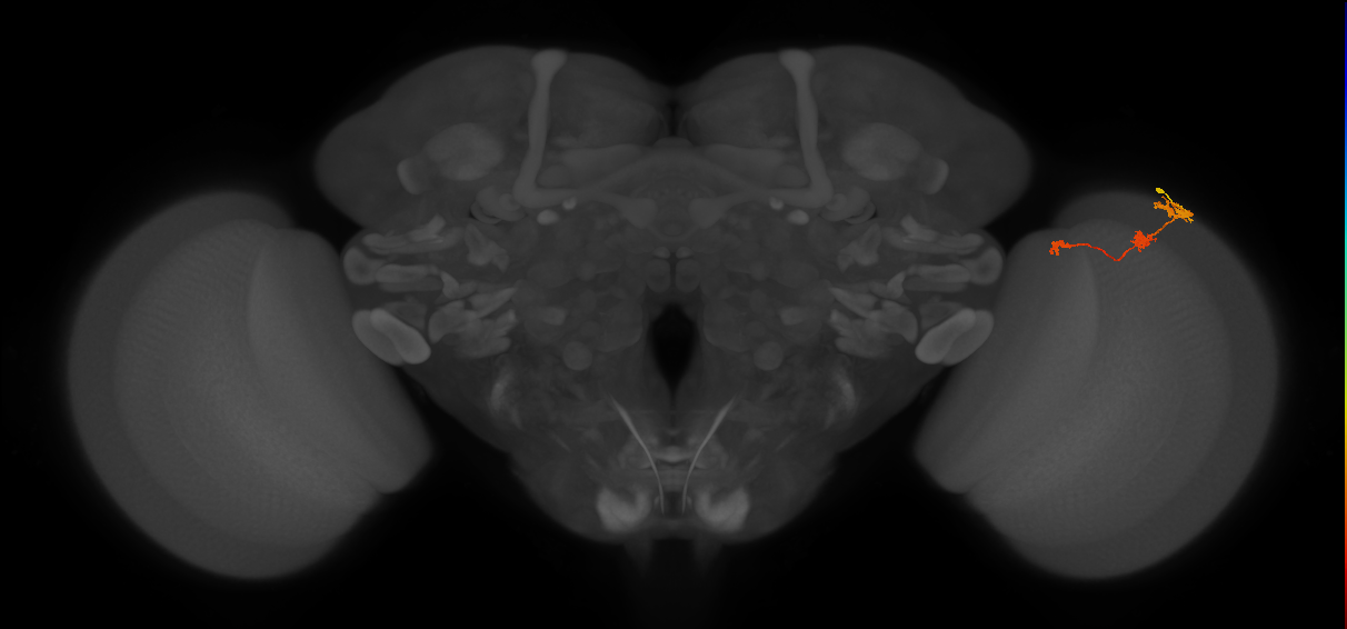 Tm6_R (MaleCNS:90704)
