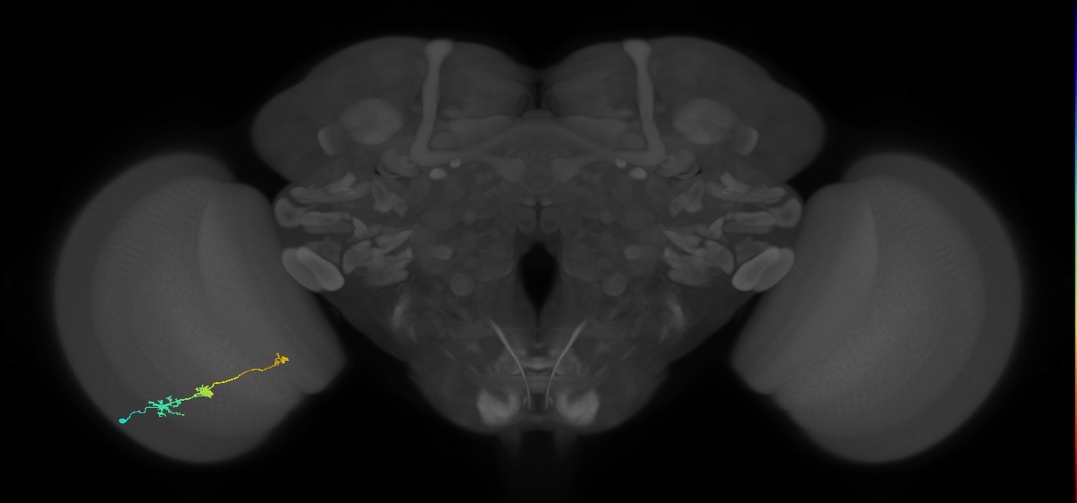 Tm6_L (MaleCNS:62507)