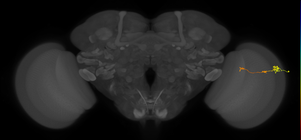 Tm6_R (MaleCNS:108382)