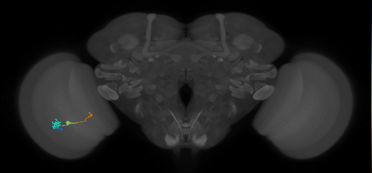 Tm6_L (MaleCNS:535779)