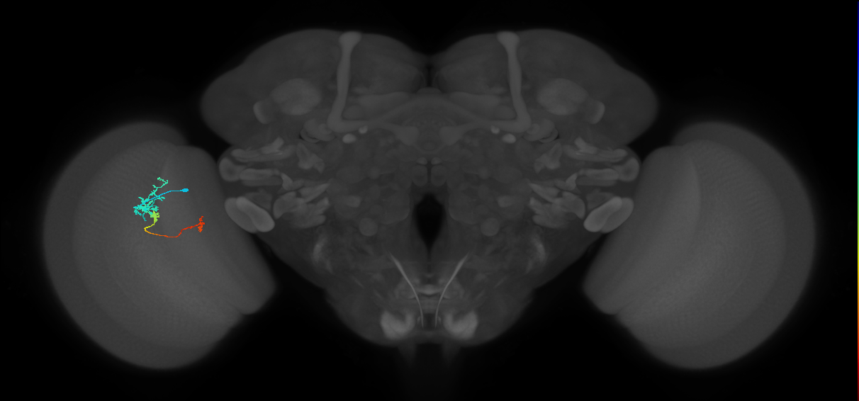 Tm6_L (MaleCNS:121728)