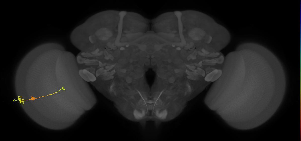 Tm6_L (MaleCNS:533467)