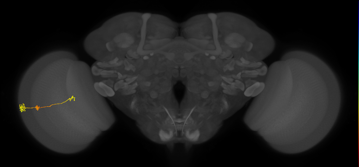 Tm6_L (MaleCNS:521282)