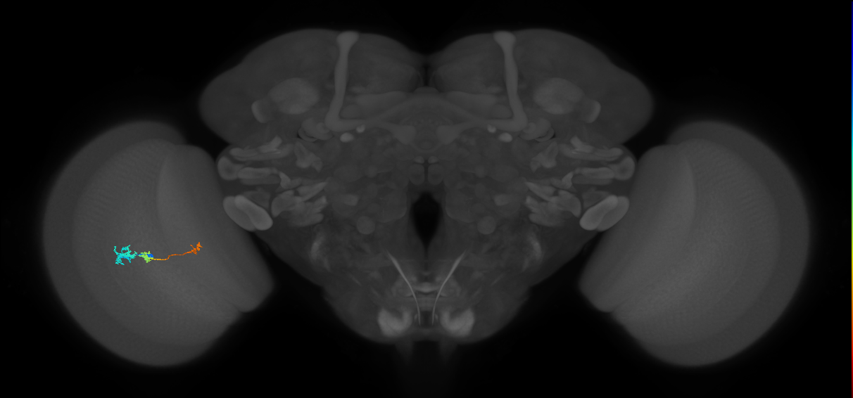 Tm6_L (MaleCNS:520500)