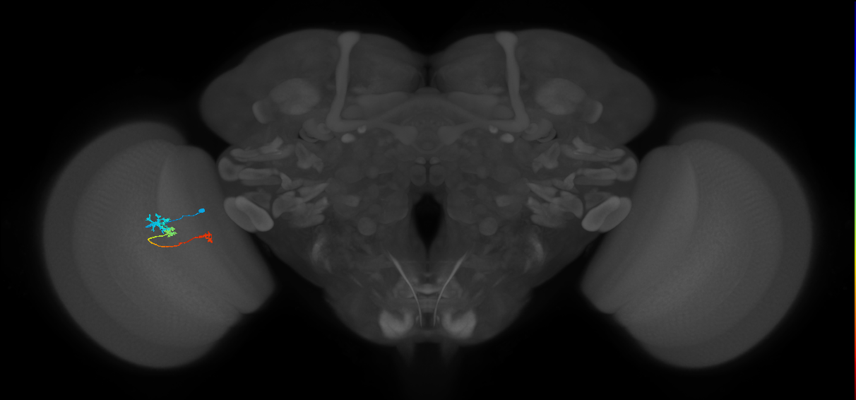 Tm6_L (MaleCNS:141288)