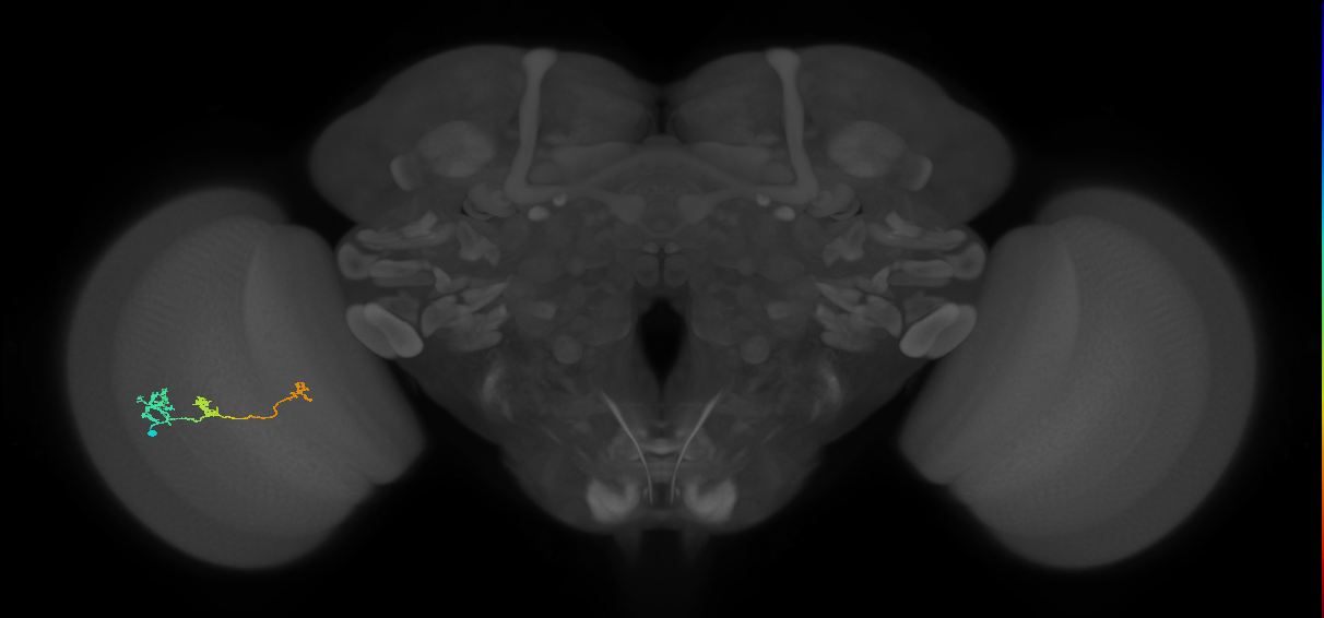 Tm6_L (MaleCNS:97466)