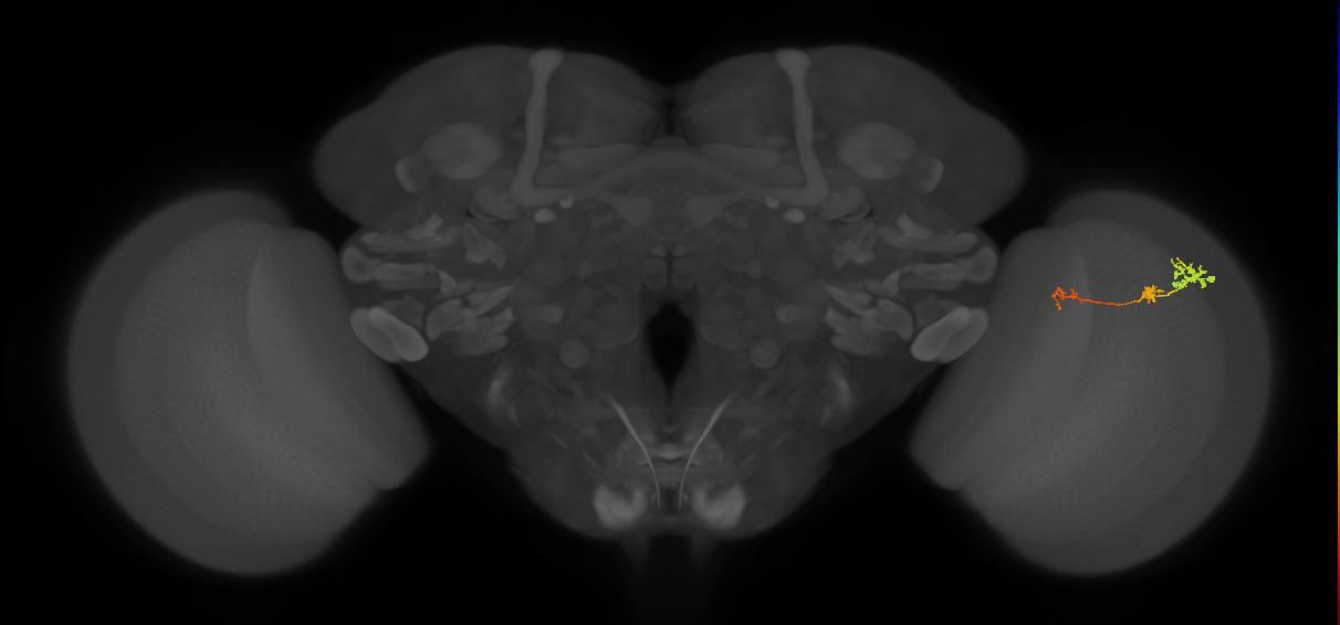 Tm6_R (MaleCNS:113446)