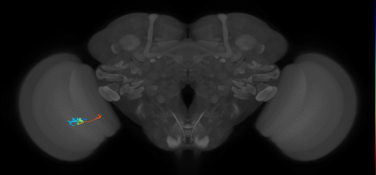 Tm6_L (MaleCNS:115538)