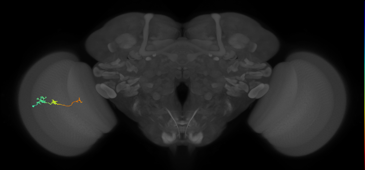 Tm6_L (MaleCNS:66759)