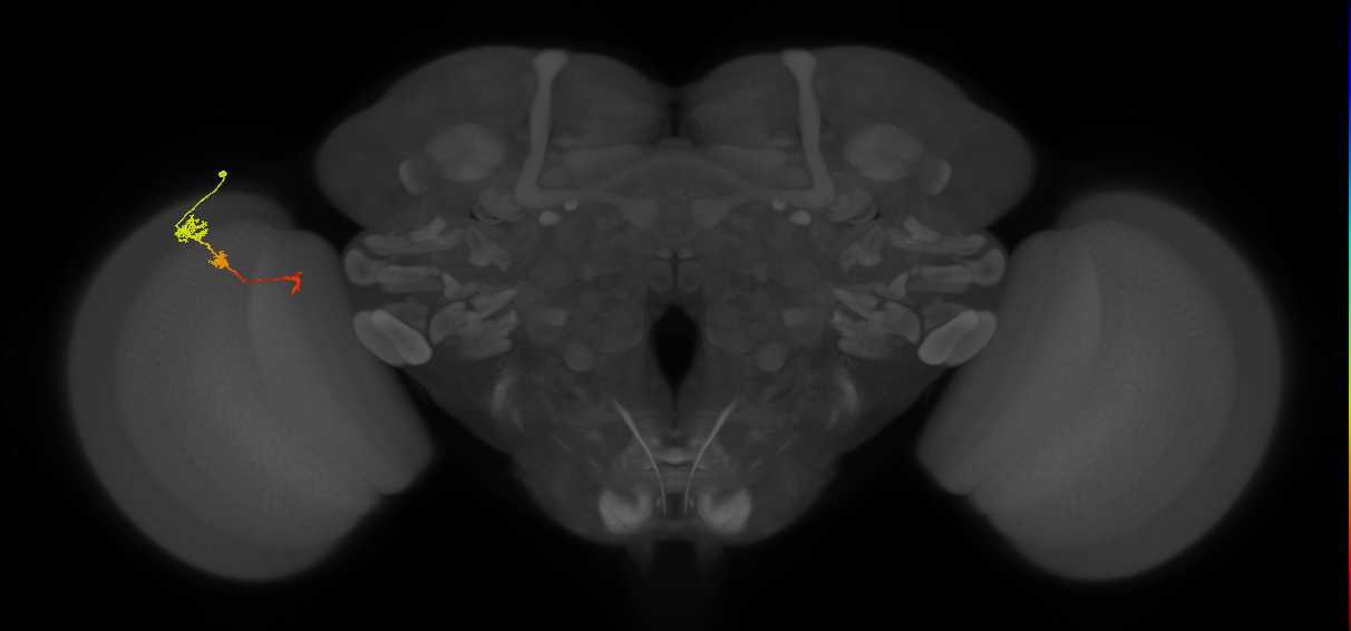 Tm6_L (MaleCNS:109979)