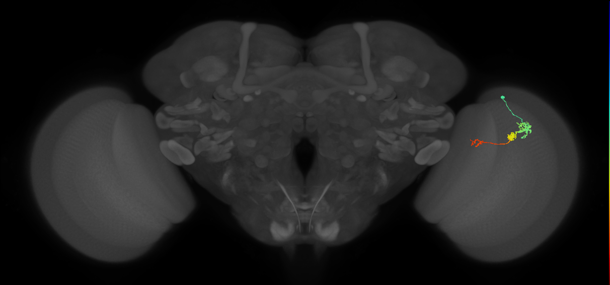 Tm6_R (MaleCNS:69332)