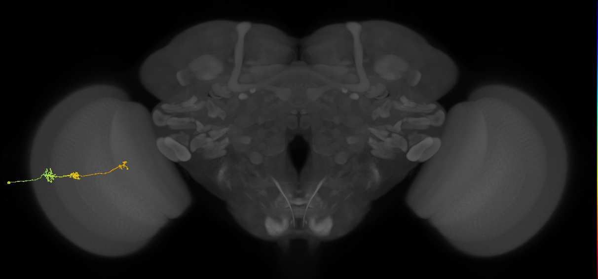 Tm6_L (MaleCNS:544913)