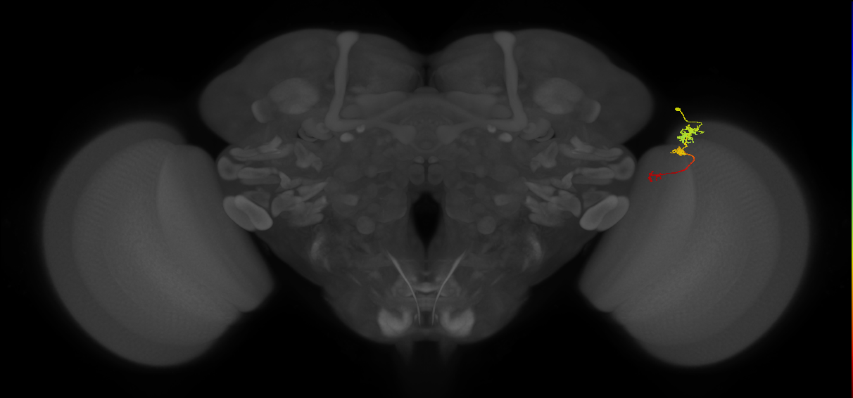Tm6_R (MaleCNS:90514)