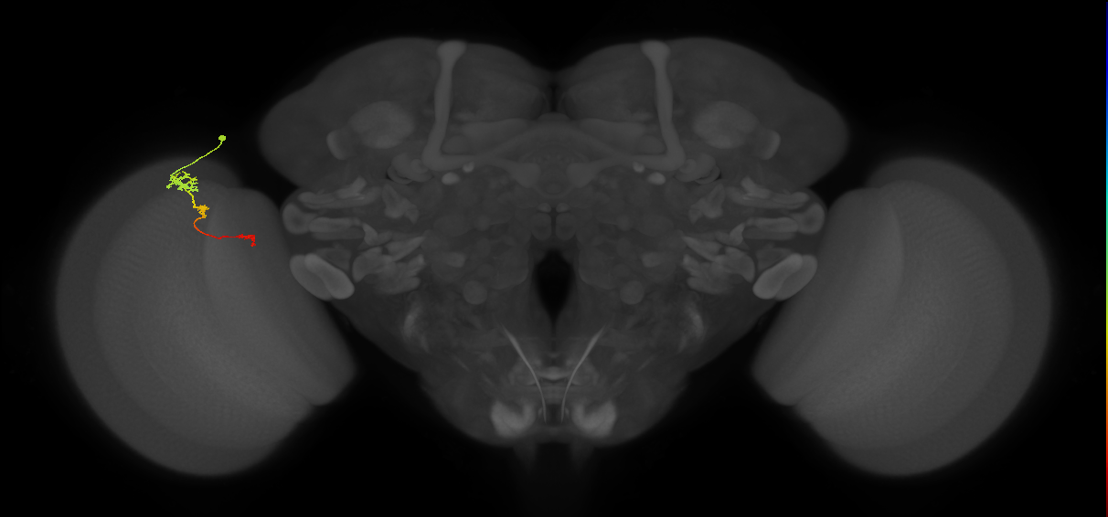 Tm6_L (MaleCNS:113796)