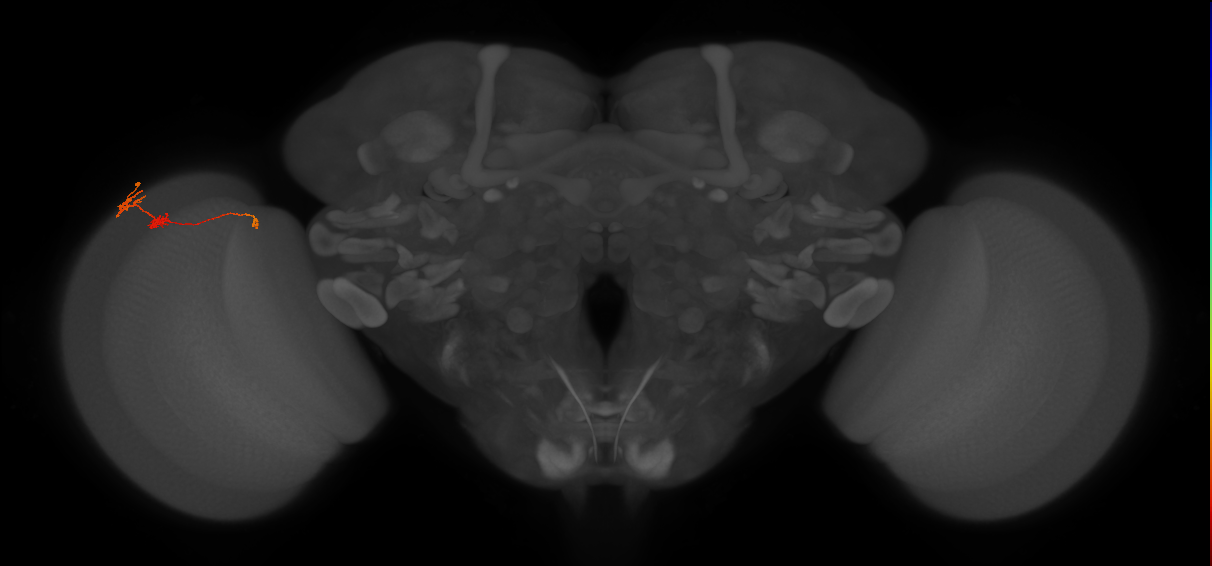 Tm6_L (MaleCNS:125562)