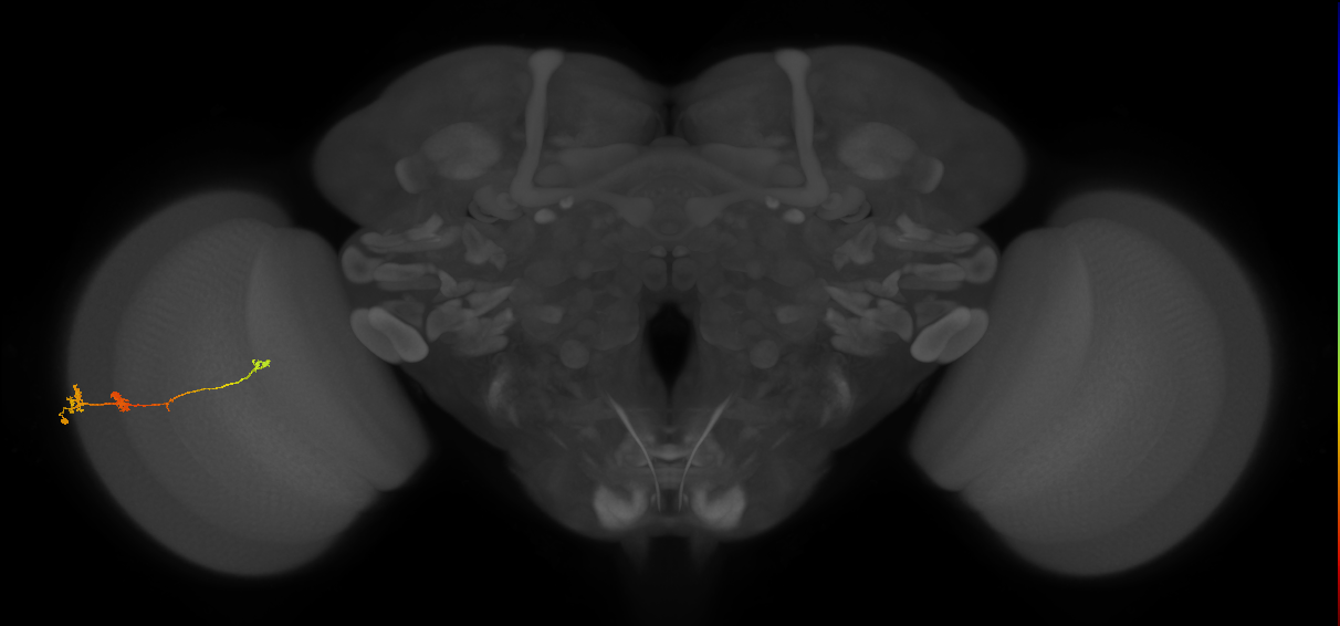 Tm6_L (MaleCNS:518692)