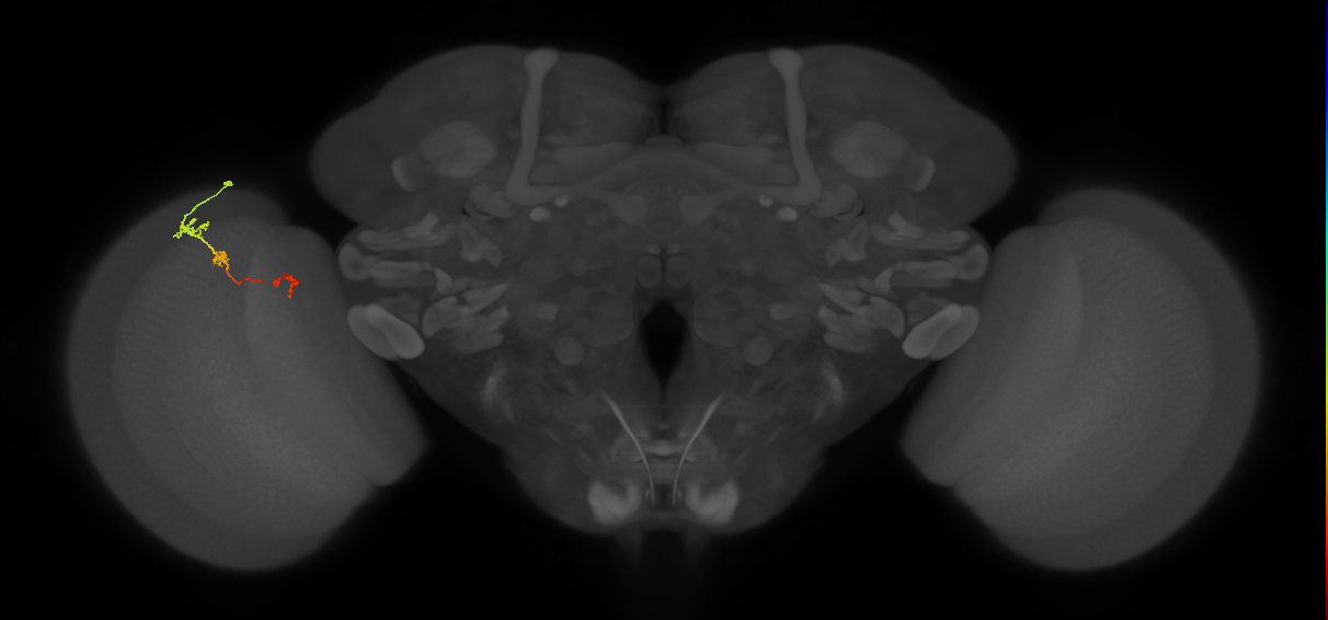 Tm6_L (MaleCNS:114335)