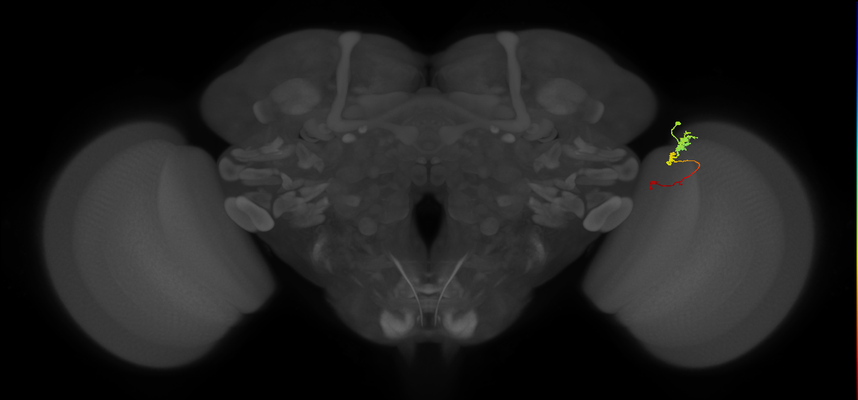 Tm6_R (MaleCNS:119015)