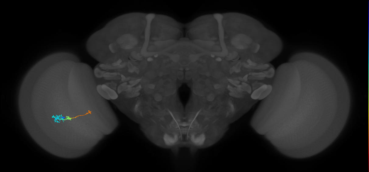 Tm6_L (MaleCNS:549674)