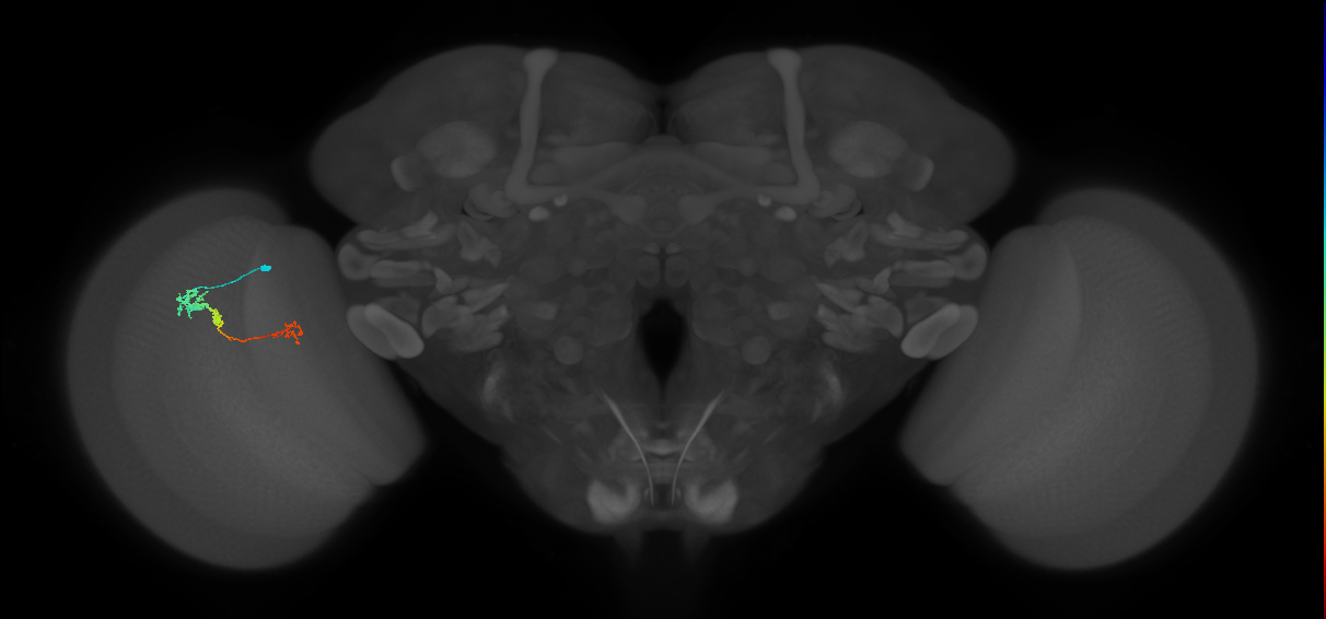Tm6_L (MaleCNS:514390)