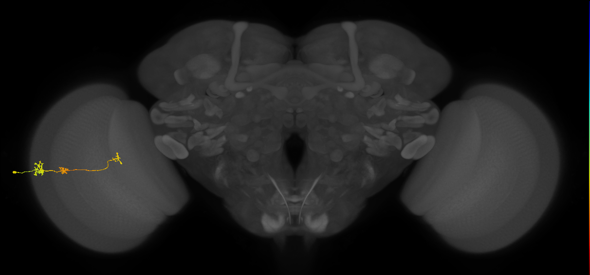 Tm6_L (MaleCNS:153140)