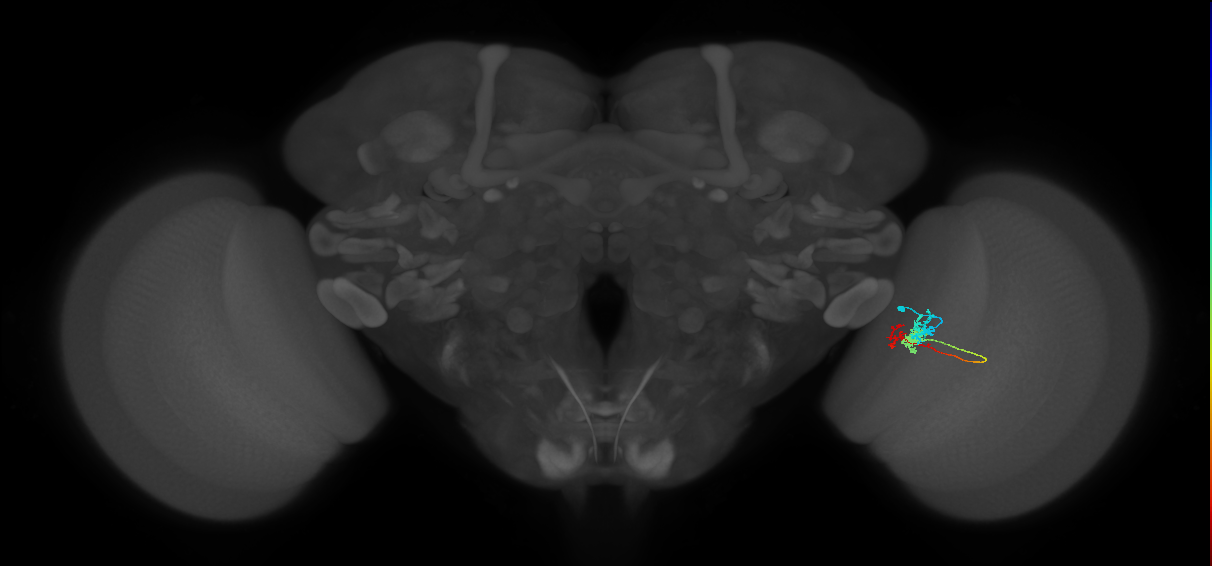 Tm6_R (MaleCNS:96853)